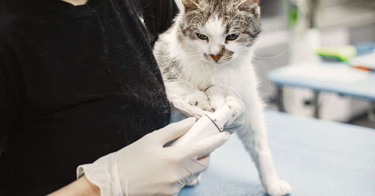 AI Search Is Changing How Pet Owners Find Vets