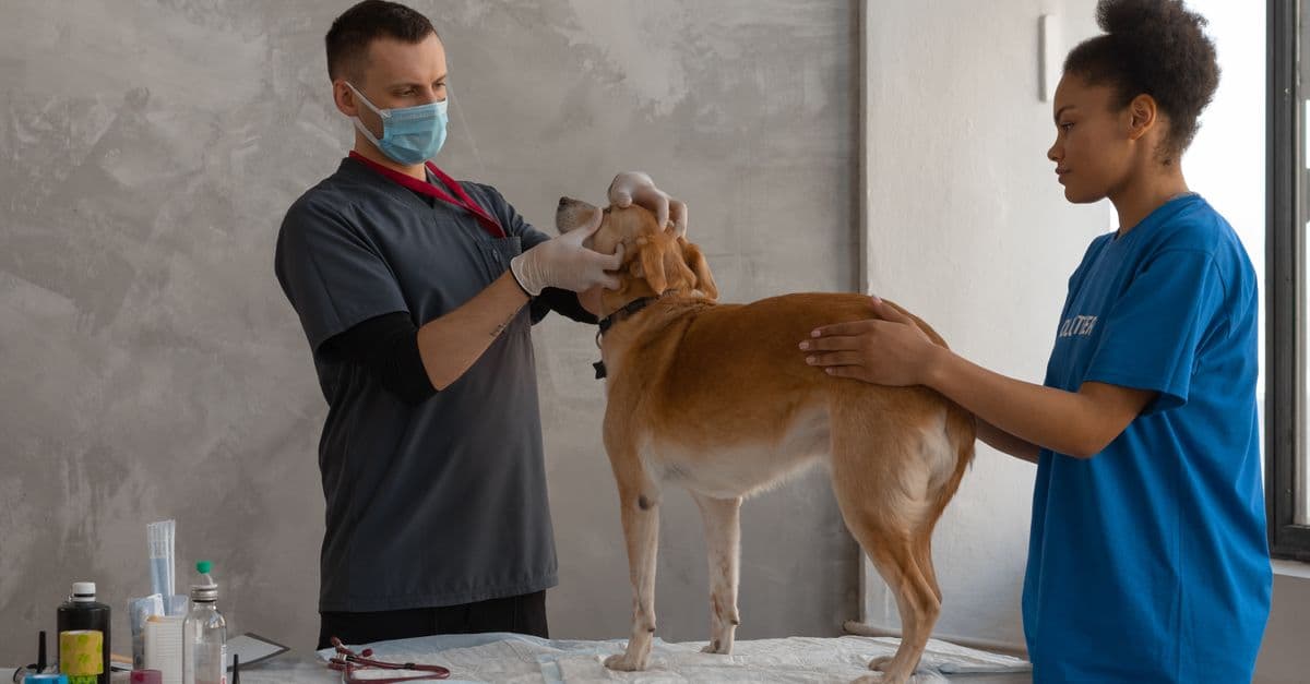 Veterinary Sector Faces Negative Growth: What Practice Owners Need to Know