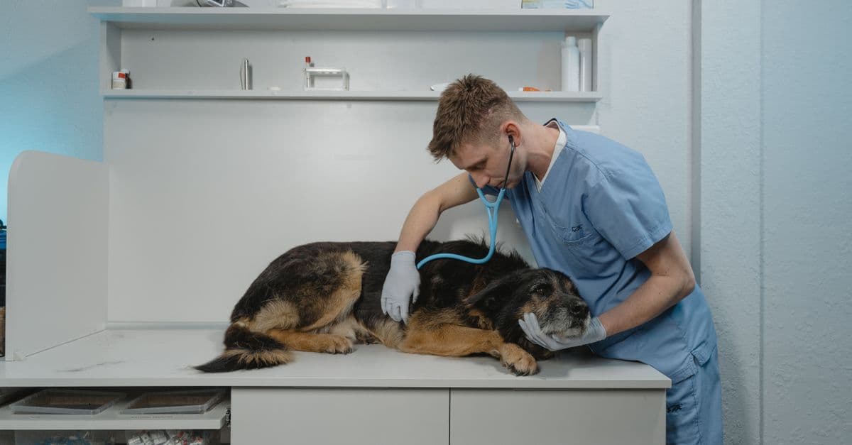 Veterinary Sector Faces Negative Growth Forecasts: What It Means for Your Practice
