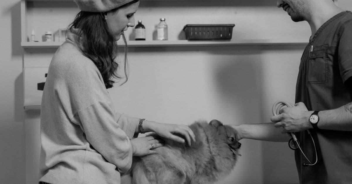 Veterinary Visit Decline: What the Drop Means for Your Practice